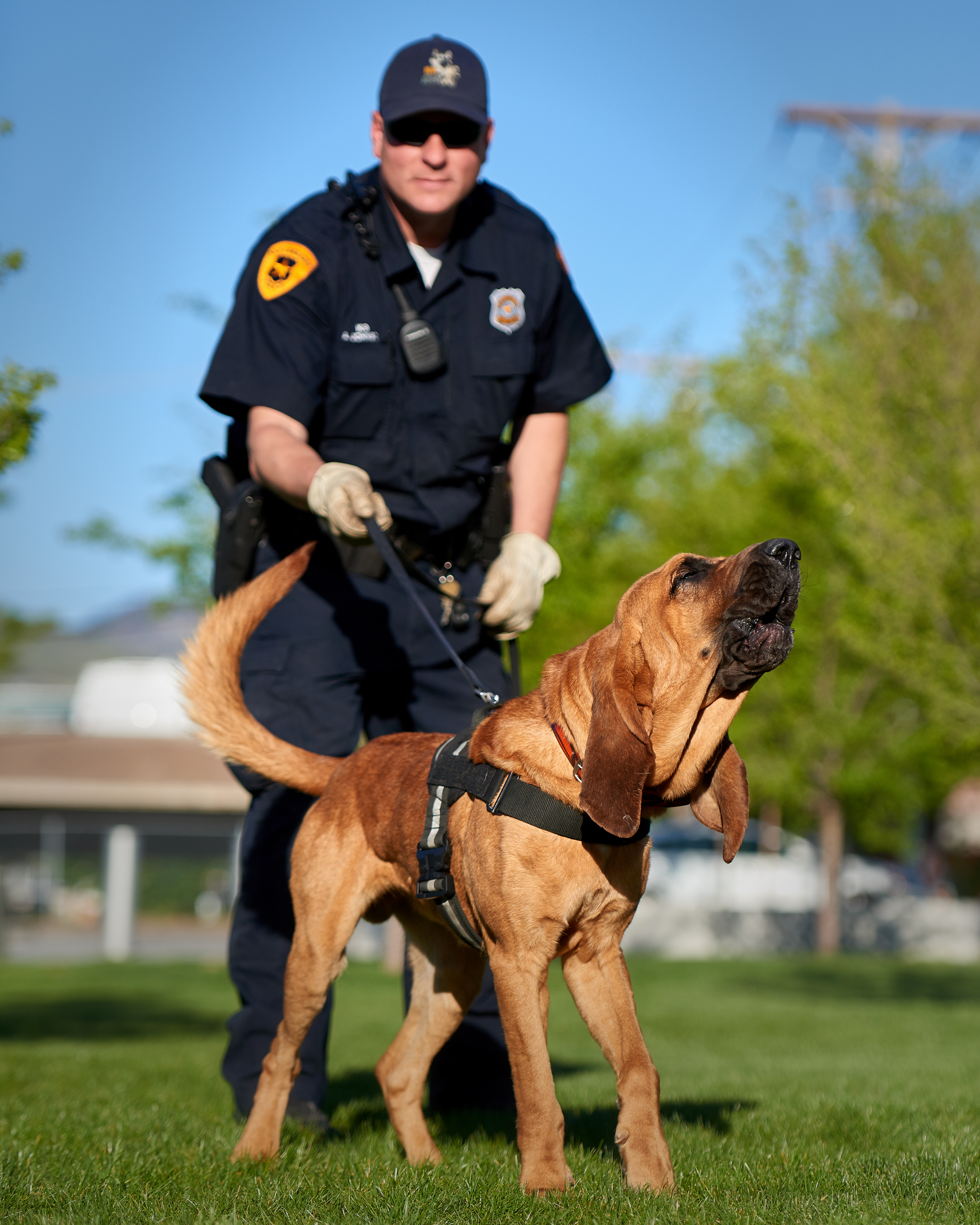 K9 Frequently Asked Questions